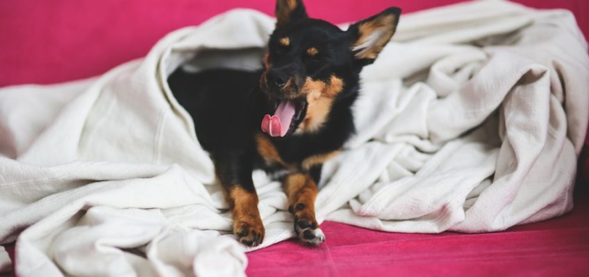 Yawning Puppy